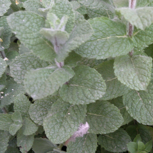 Mentha piperita  - Peppermint