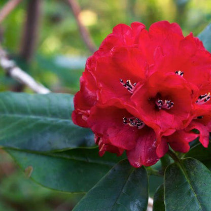 Rhododendron 'Blood Moon'  - Blood Moon Rhododendron