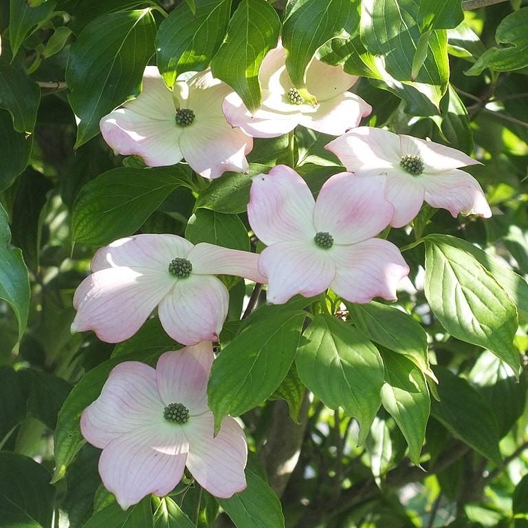 Cornus florida 'Comco No. 1'  - Cherokee Brave Dogwood