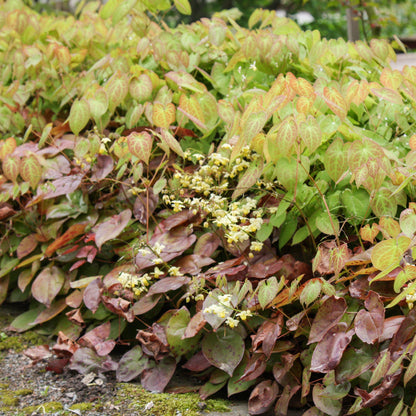 Epimedium versicolor 'Sulphureum'  - Sulphureum Bishop's Hat