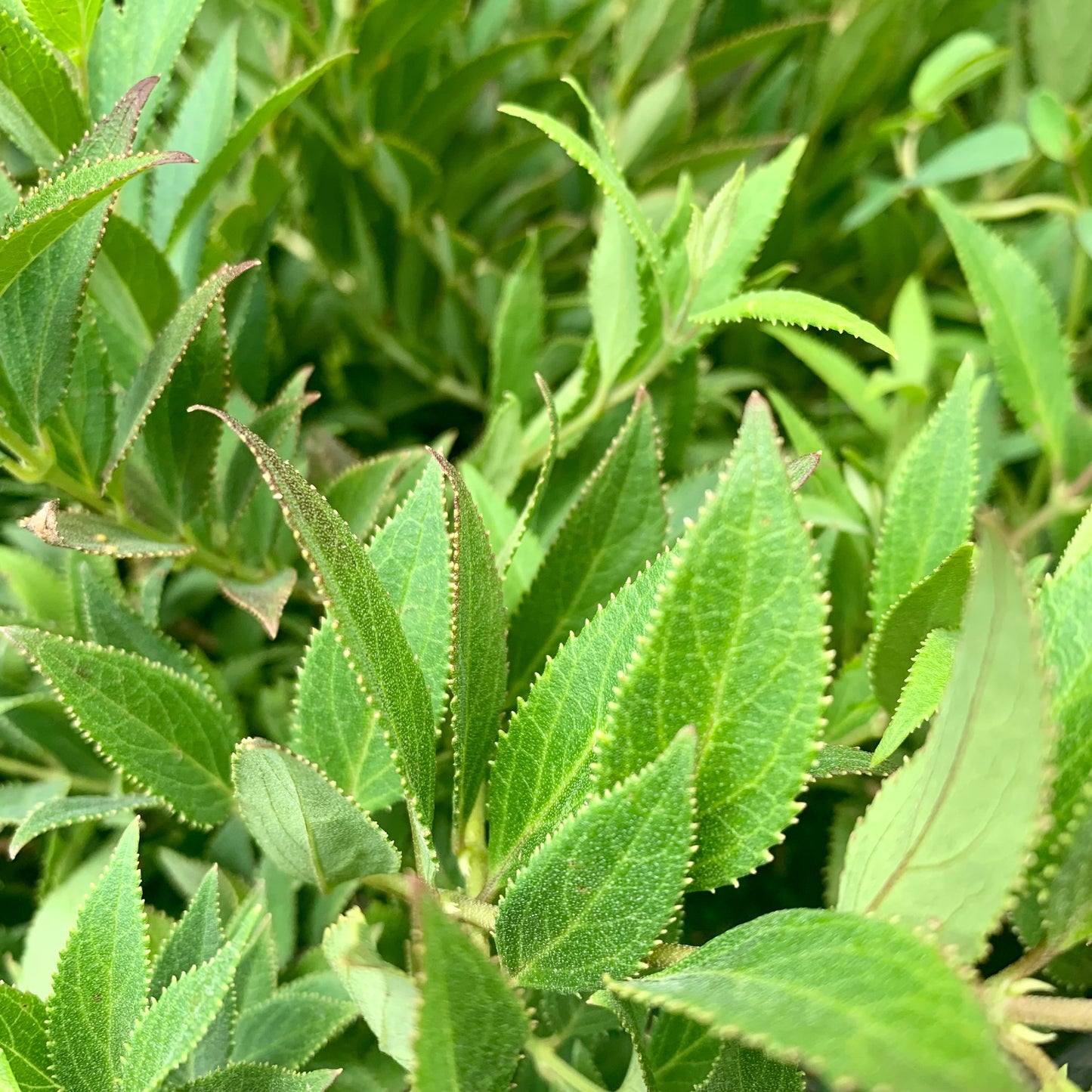Deutzia gracilis 'Nikko'  - Dwarf Nikko Deutzia