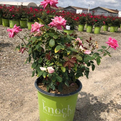 Rosa ‘Radtkopink’ PP 18,507  - Double Pink Knock Out® Rose