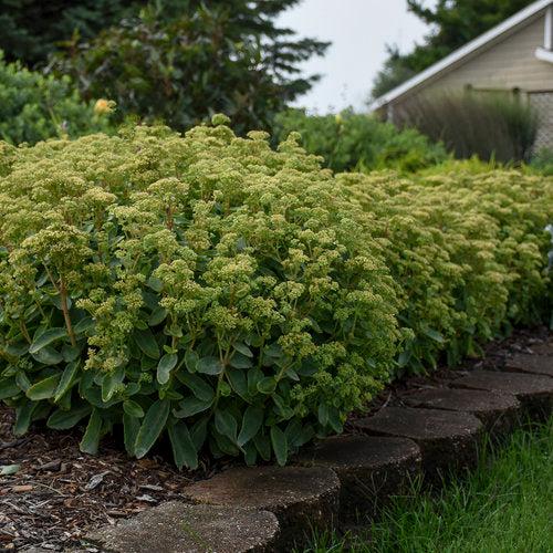 Sedum 'Lemonjade’  - Rock 'N Grow® Lemonjade Stonecrop