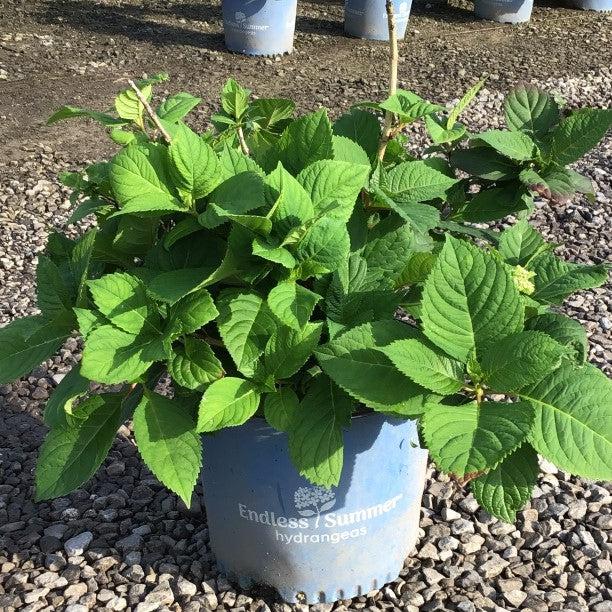 Hydrangea macrophylla 'PIIHM-I'  - Endless Summer® Twist N Shout™ Hydrangea