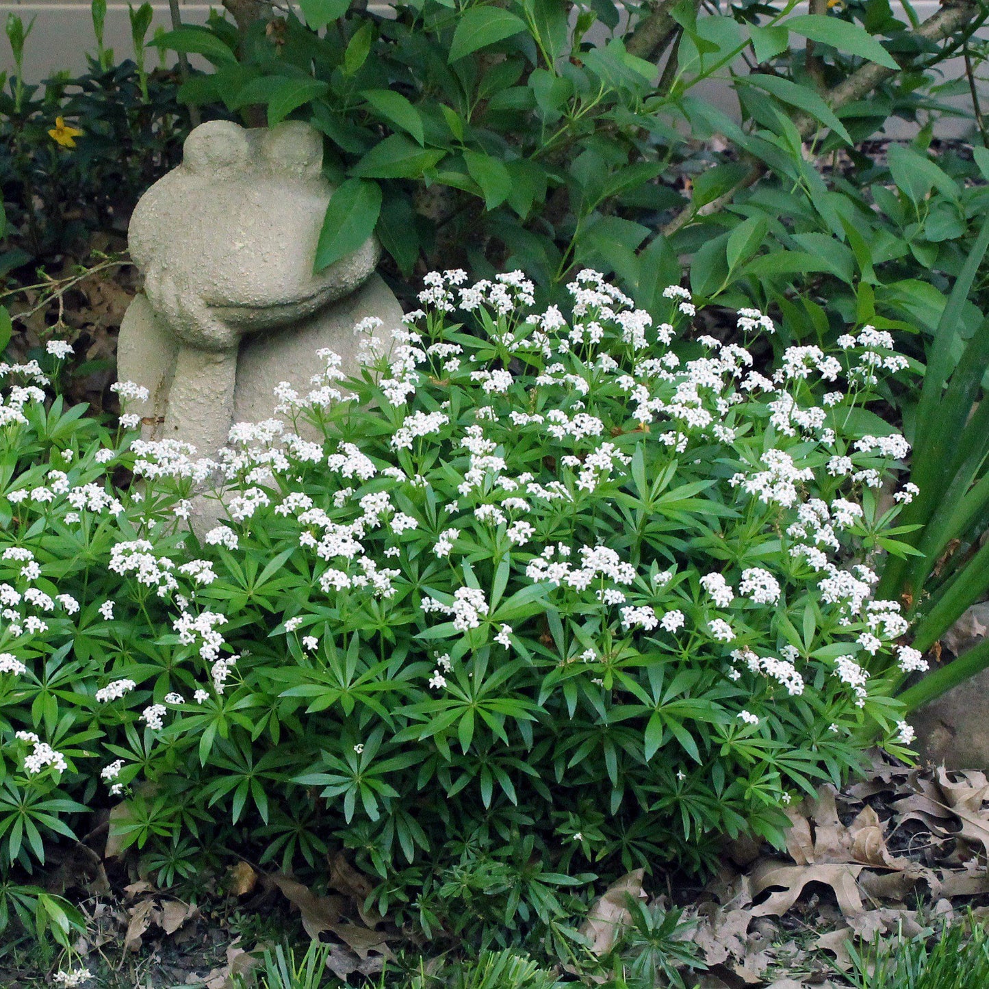 Galium odoratum  - Sweet Woodruff
