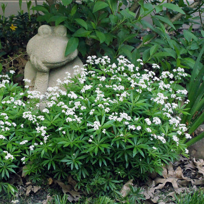Galium odoratum  - Sweet Woodruff