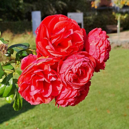 Rosa 'True Love'  - True Love™ Rose