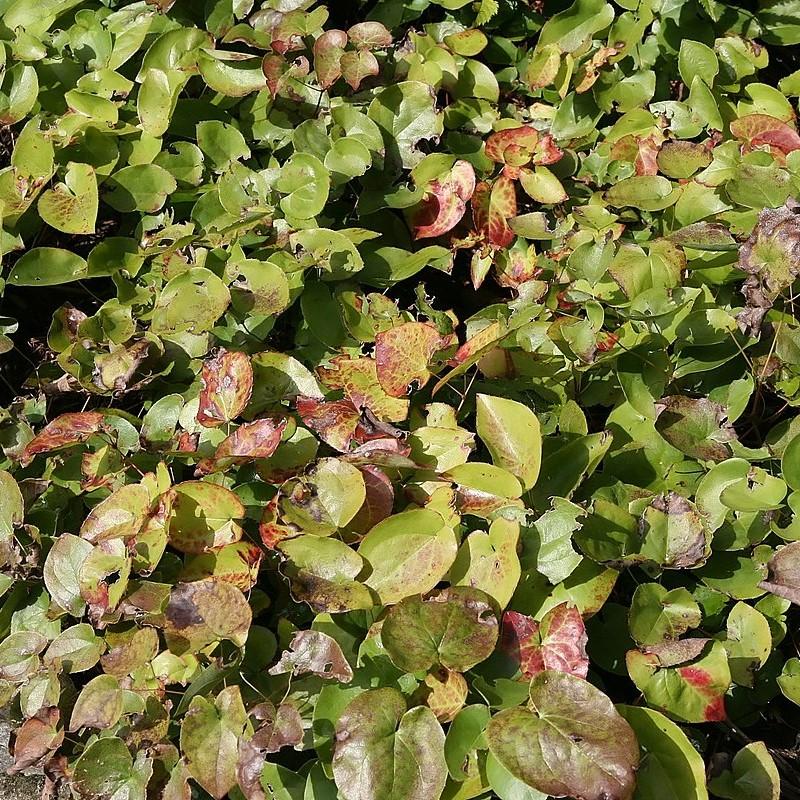 Epimedium versicolor 'Sulphureum'  - Sulphureum Bishop's Hat