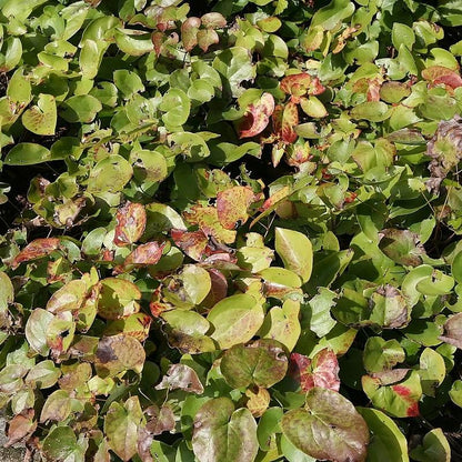 Epimedium versicolor 'Sulphureum'  - Sulphureum Bishop's Hat