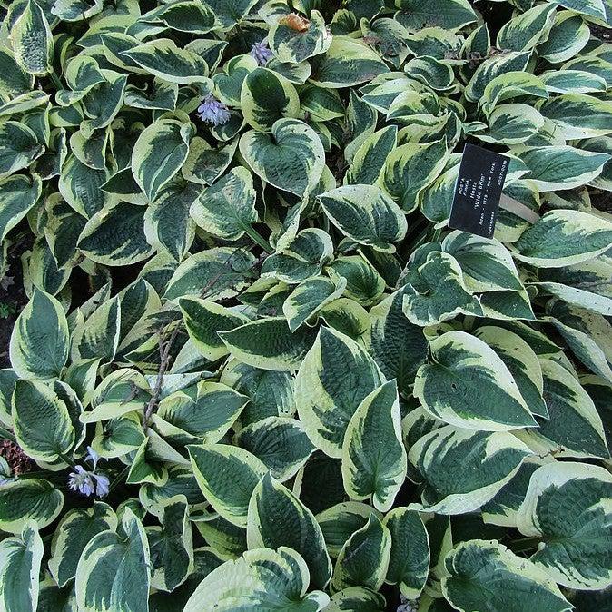 Hosta x 'Wide Brim'  - Wide Brim Hosta