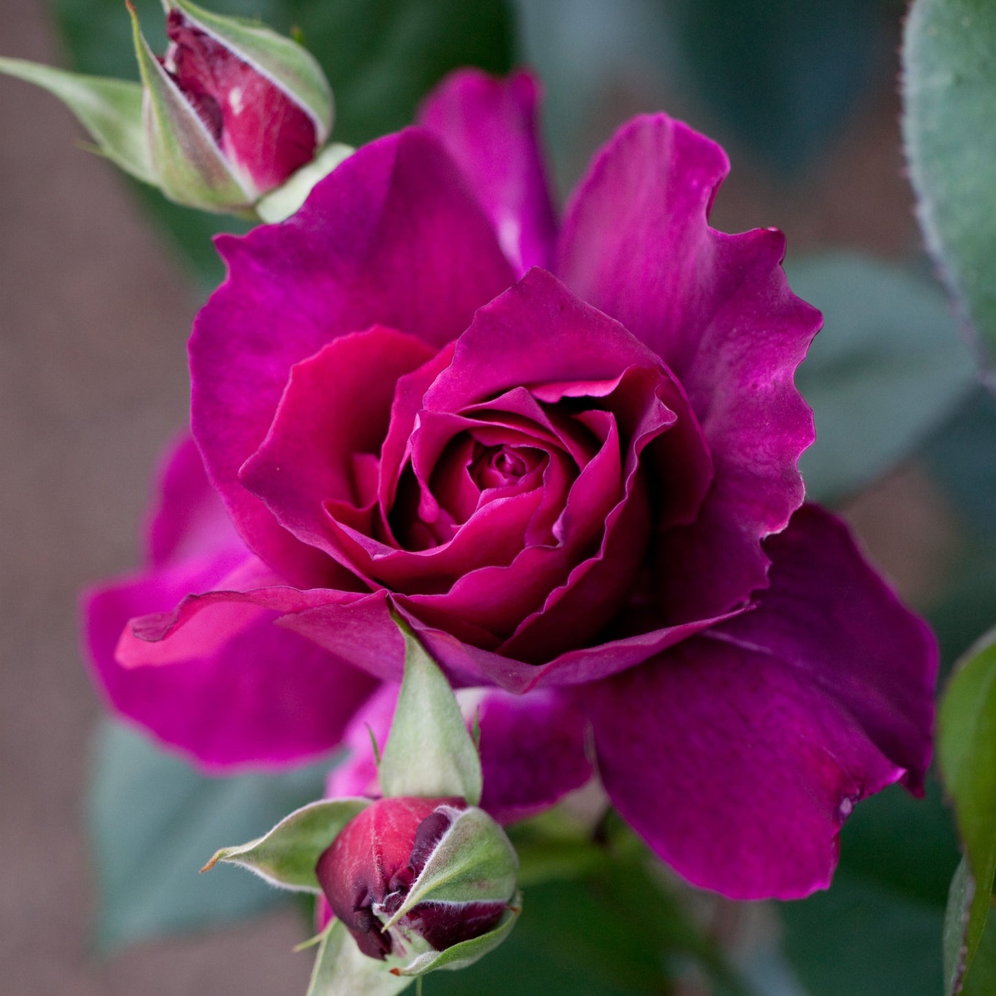 Rosa 'JACum'  - Intrigue Rose