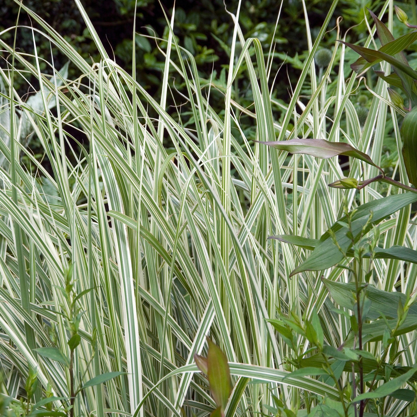 Miscanthus sinensis 'Rigoletto'  - Rigoletto Maiden Grass