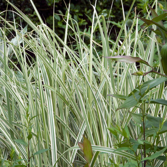 Miscanthus sinensis 'Rigoletto'  - Rigoletto Maiden Grass