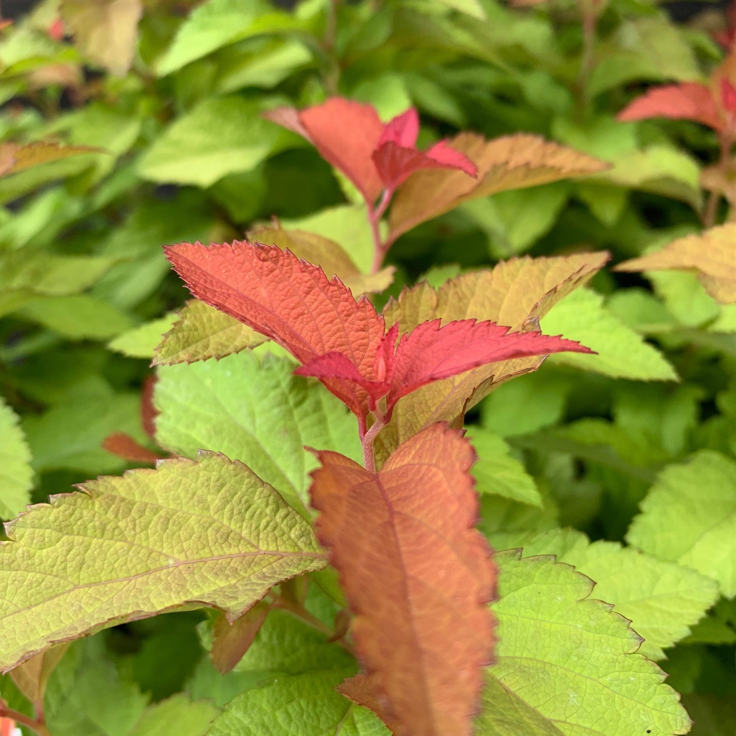 Spiraea japonica 'NCSX1'  - Double Play® Candy Corn® Spirea