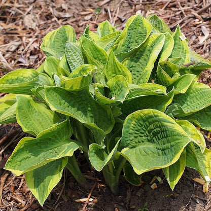 Hosta x 'Wide Brim'  - Wide Brim Hosta