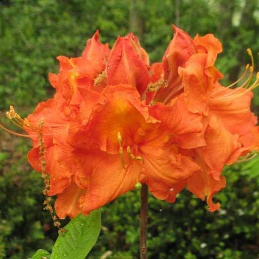 Rhododendron 'Gibraltar'  - Gibraltar Azalea (Exbury hybrid)