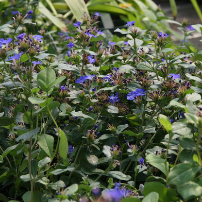 Ceratostigma plumbaginoides  - Hardy Plumbago, Leadwort
