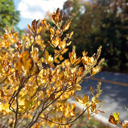Clethra alnifolia 'Novacleein'  - Summer Sparkler™ Summersweet