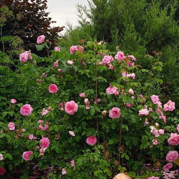 Rosa 'AUSboard'  - Gertrude Jekyll® Rose