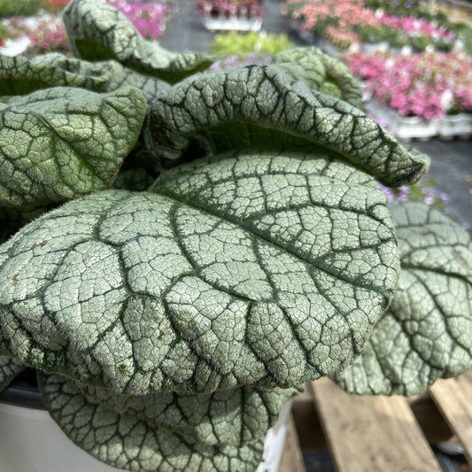 Brunnera macrophylla ‘Jack of Diamonds’  - Jack of Diamonds Heartleaf Brunnera