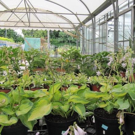 Hosta 'Island Breeze'  - Island Breeze Hosta