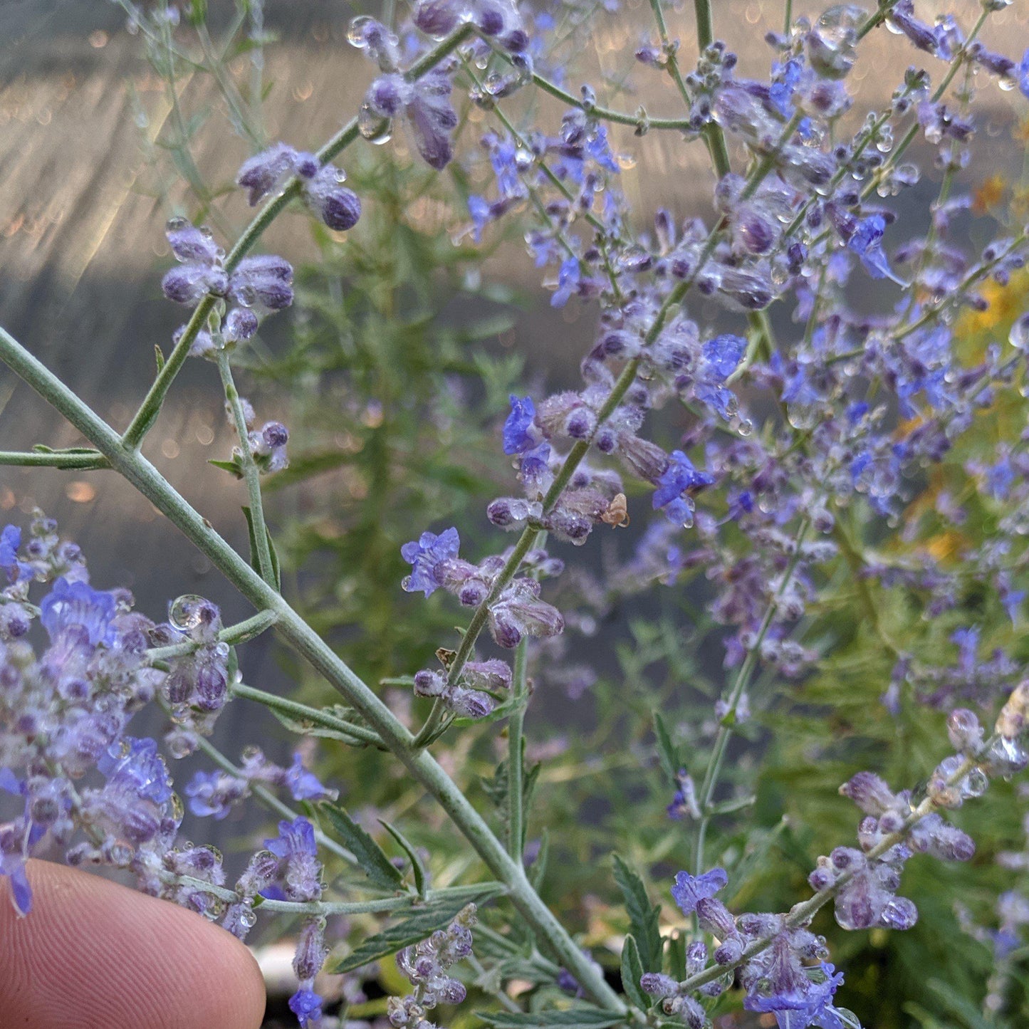 Perovskia atriplicifolia  - Russian Sage
