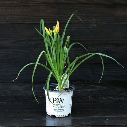 Hemerocallis 'Primal Scream'  - Rainbow Rhythm® 'Primal Scream' Daylily