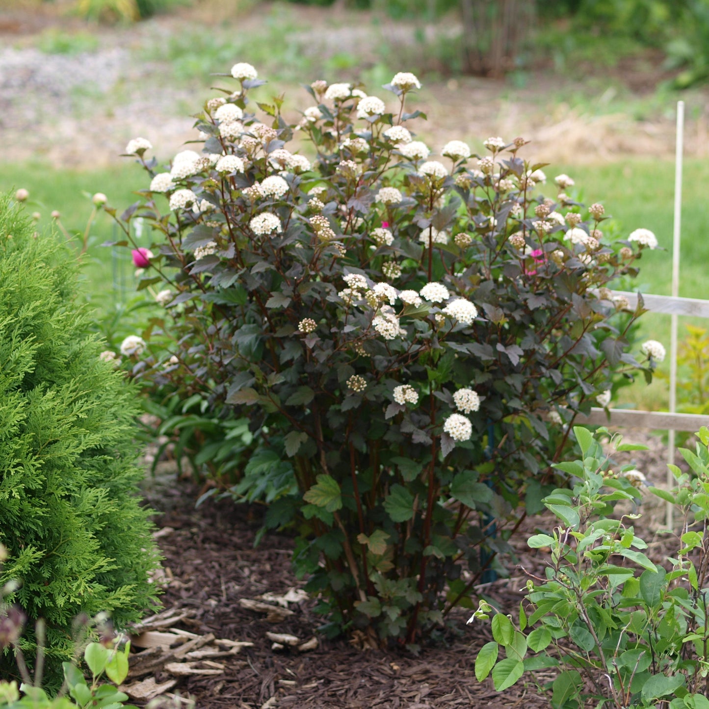 Physocarpus opulifolius 'Monlo'  - Diablo® Ninebark