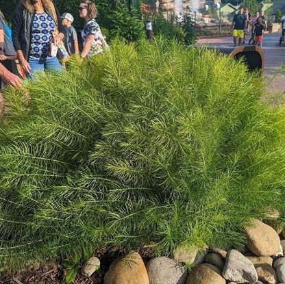 Amsonia hubrichtii  - Threadleaf Blue Star, Arkansas Blue Star