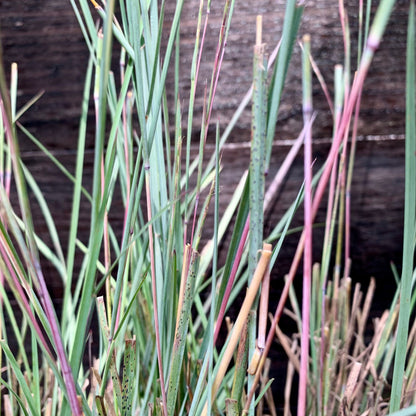 Schizachyrium scoparium 'The Blues'  - The Blues Little Bluestem