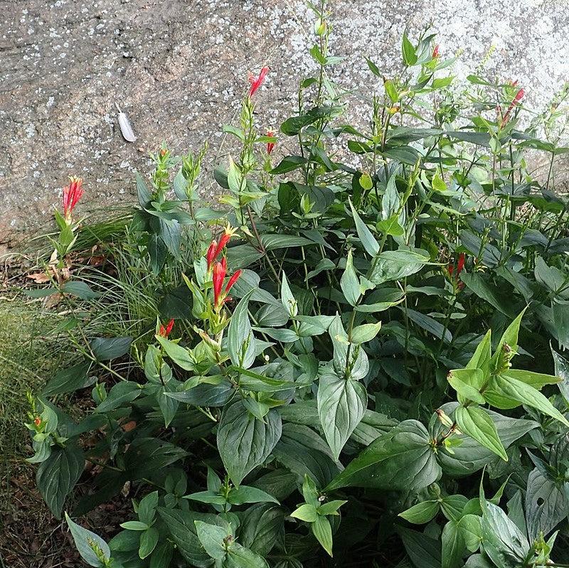 Spigelia marilandica 'Little Redhead  - Little Redhead Indian Pink