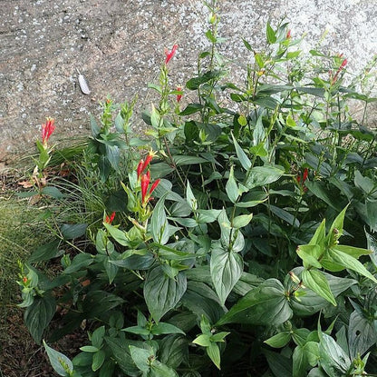 Spigelia marilandica 'Little Redhead  - Little Redhead Indian Pink