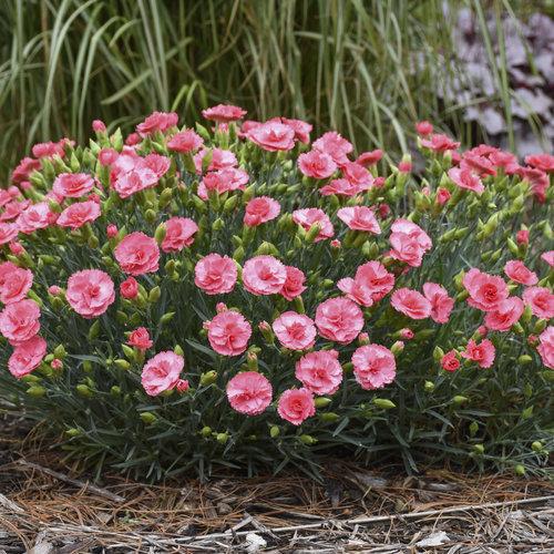 Dianthus 'Classic Coral'  - Fruit Punch® Classic Coral Dianthus
