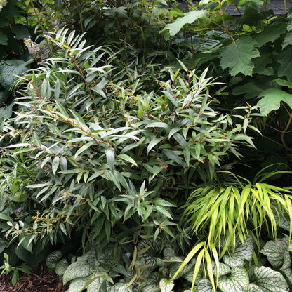 Leucothoe fontanesiana 'ReJoyce'  - ReJoyce Leucothoe