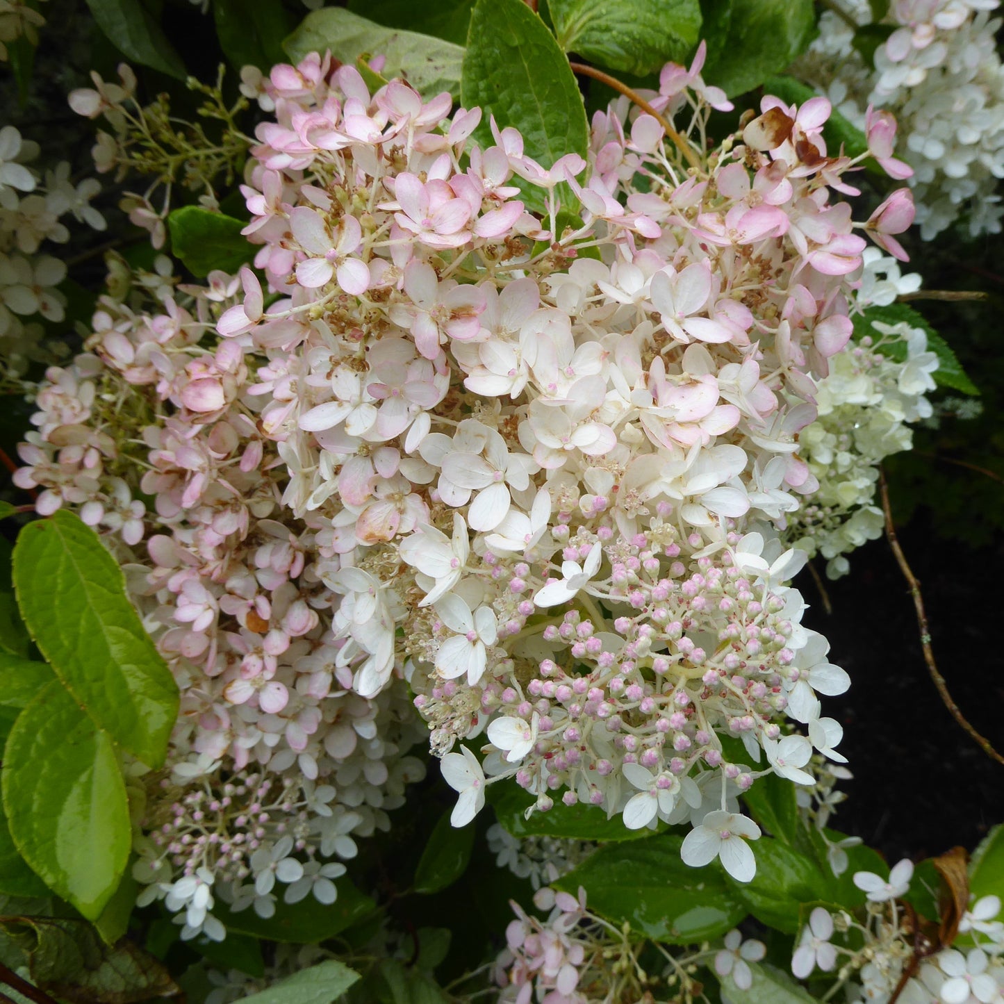 Hydrangea paniculata 'HPOPR018'  - Bloomin' Easy® Torch™ Hydrangea