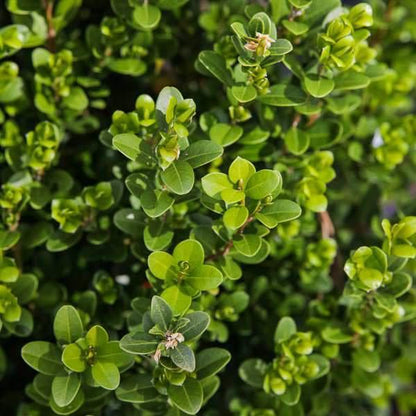 Buxus microphylla japonica 'Gregem'  - Baby Gem™ Boxwood