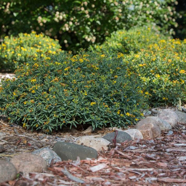 Hypericum kalmianum 'PIIHYP-I'  - First Editions® Cobalt-n-Gold™ St. John's Wort