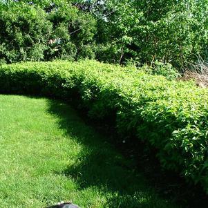 Cornus racemosa 'Hurzam'  - Huron® Dogwood