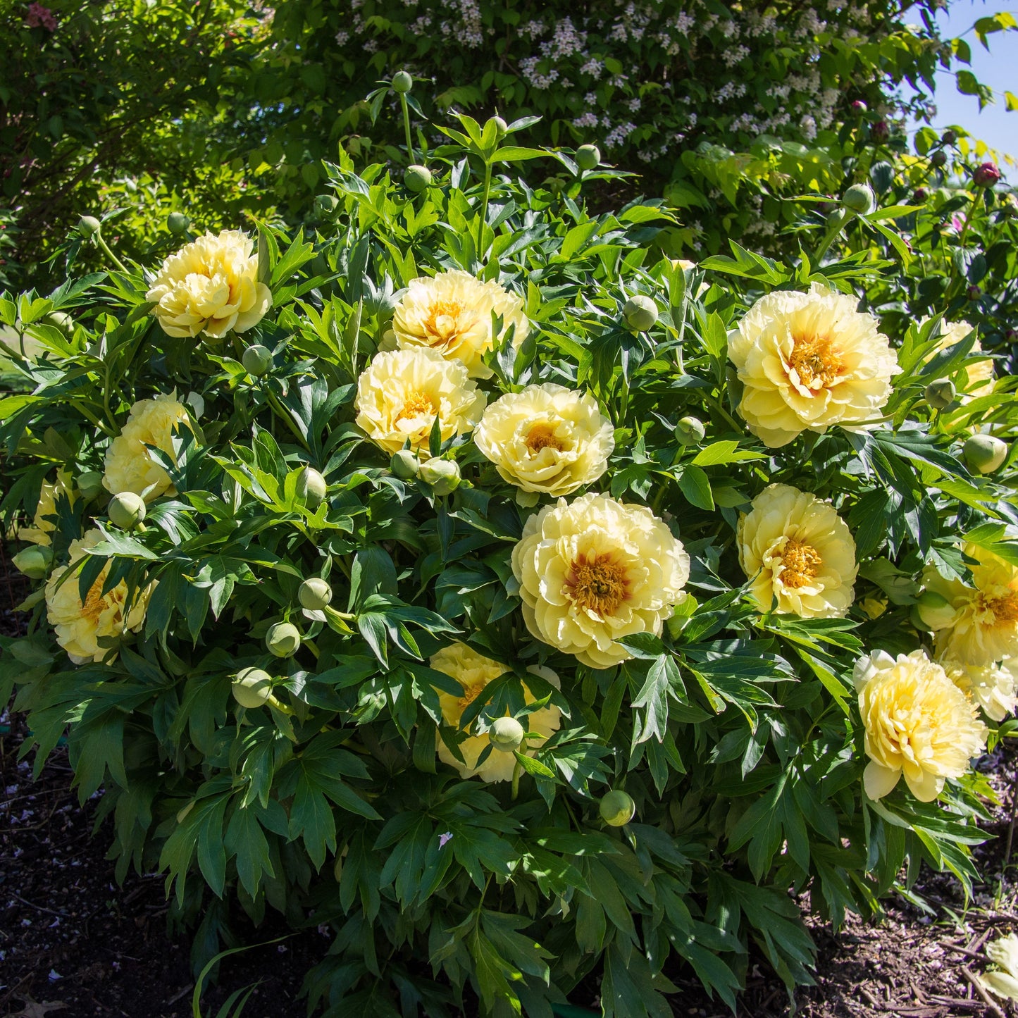 Paeonia 'Bartzella'  - Bartzella Itoh Peony