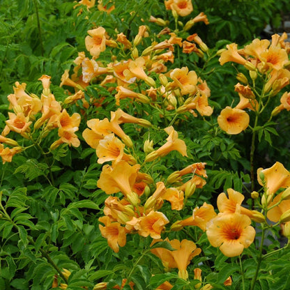 Campsis x tagliabuana 'Takarazuka Yellow' PP 23,918  - Summer Jazz™ Sunrise Gold Campsis