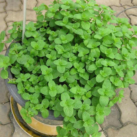 Mentha spicata  - Spearmint