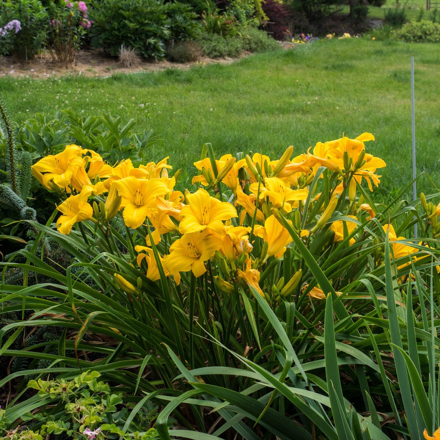 Hemerocallis 'Buttered Popcorn'  - Buttered Popcorn Daylily