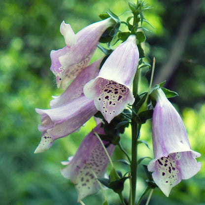 Digitalis purpurea  'Camelot Lavender'  - Camelot Lavender Foxglove