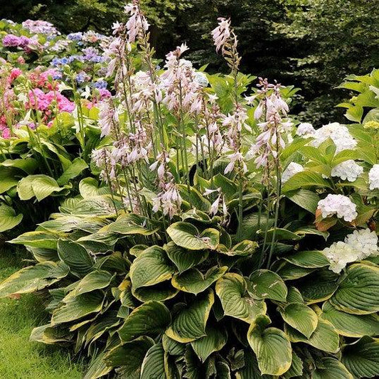 Hosta 'Earth Angel'  - Earth Angel Hosta