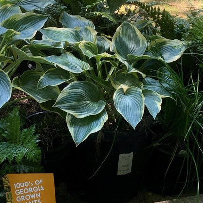 Hosta 'First Frost'  - First Frost Hosta