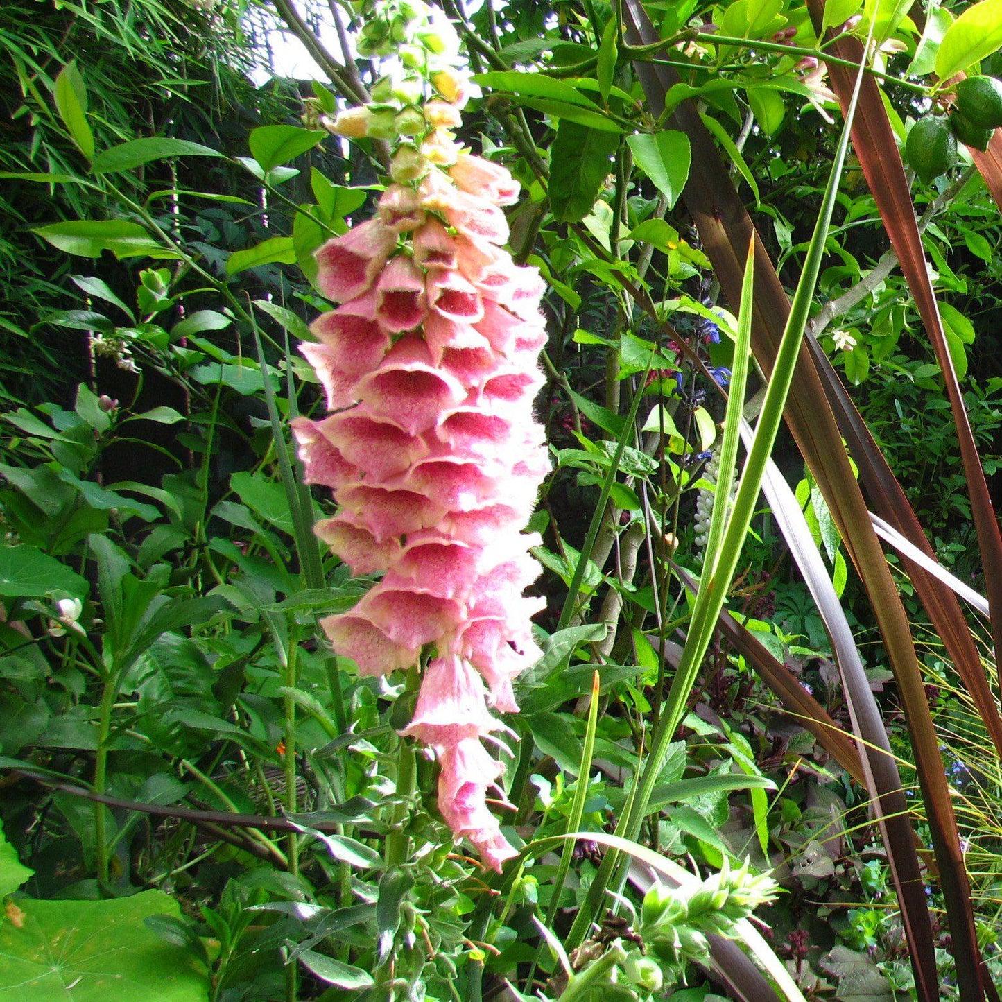 Digitalis x mertonensis  - Strawberry Foxglove