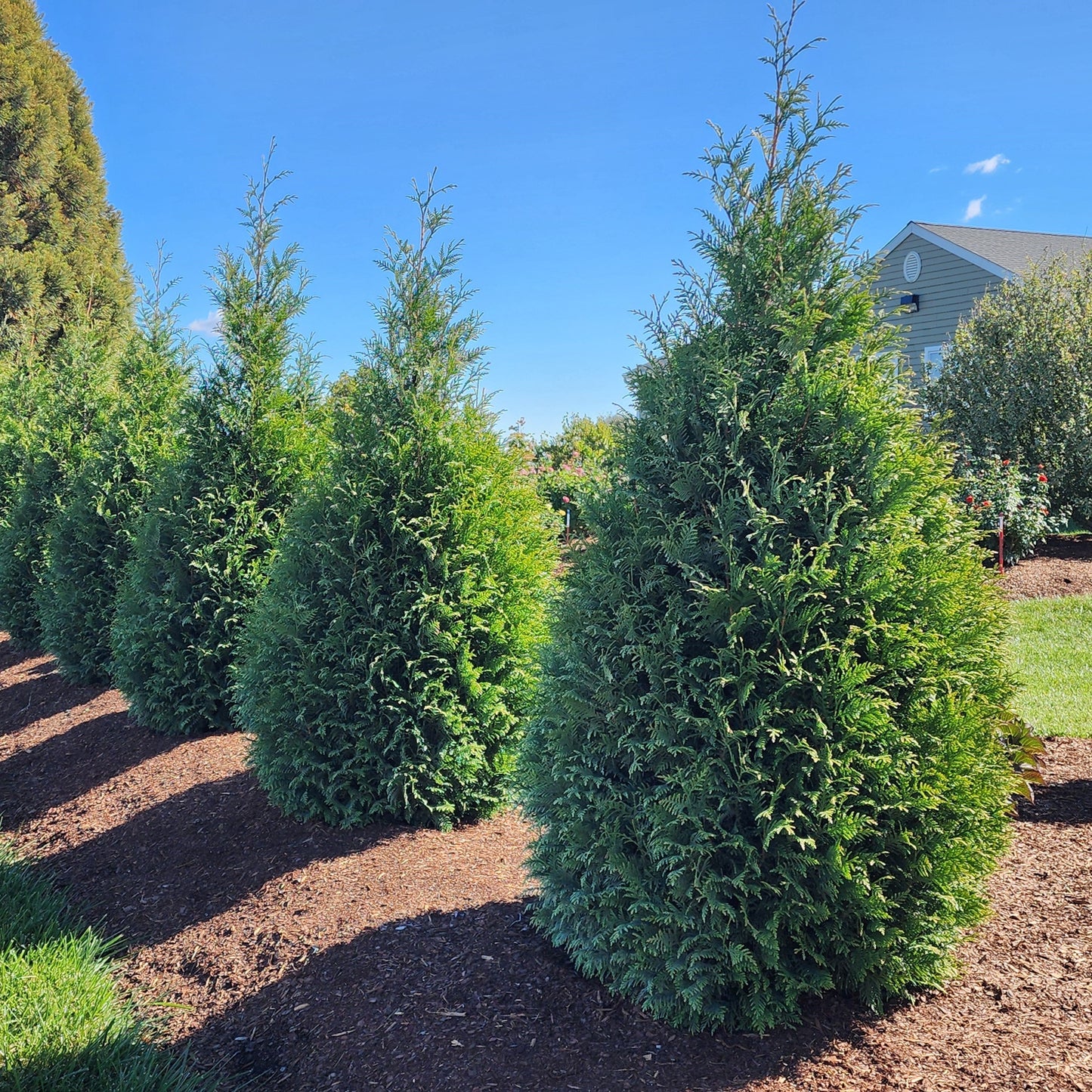 Thuja occidentalis 'Junior Giant'  - Junior Giant Arborvitae