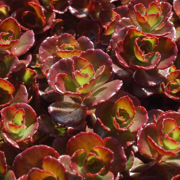 Sedum spurium 'Fuldaglut'  - Fuldaglut Stonecrop