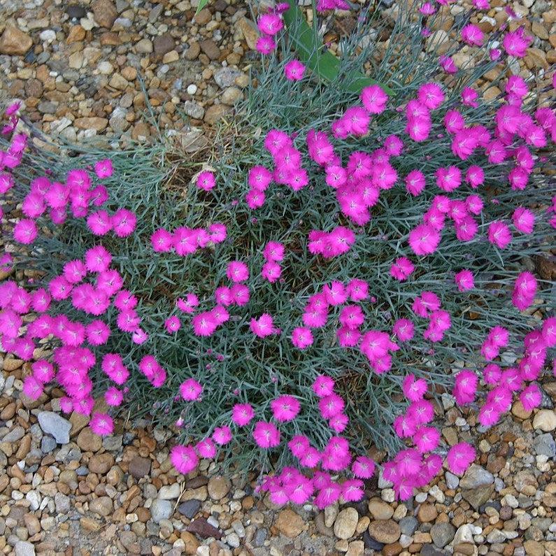 Dianthus gratianopolitanus 'Firewitch'  - Firewitch Dianthus, Cheddar Pink
