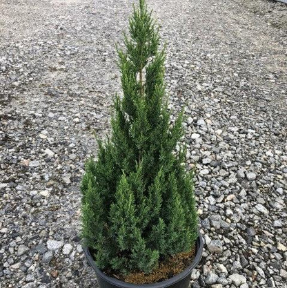 Juniperus chinensis 'Blue Point'  - Blue Point Juniper